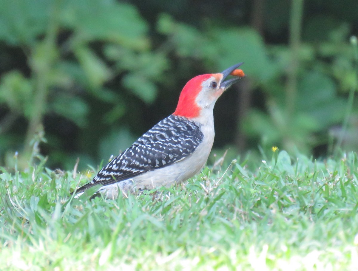 Red-bellied Woodpecker - Yvonne Porter