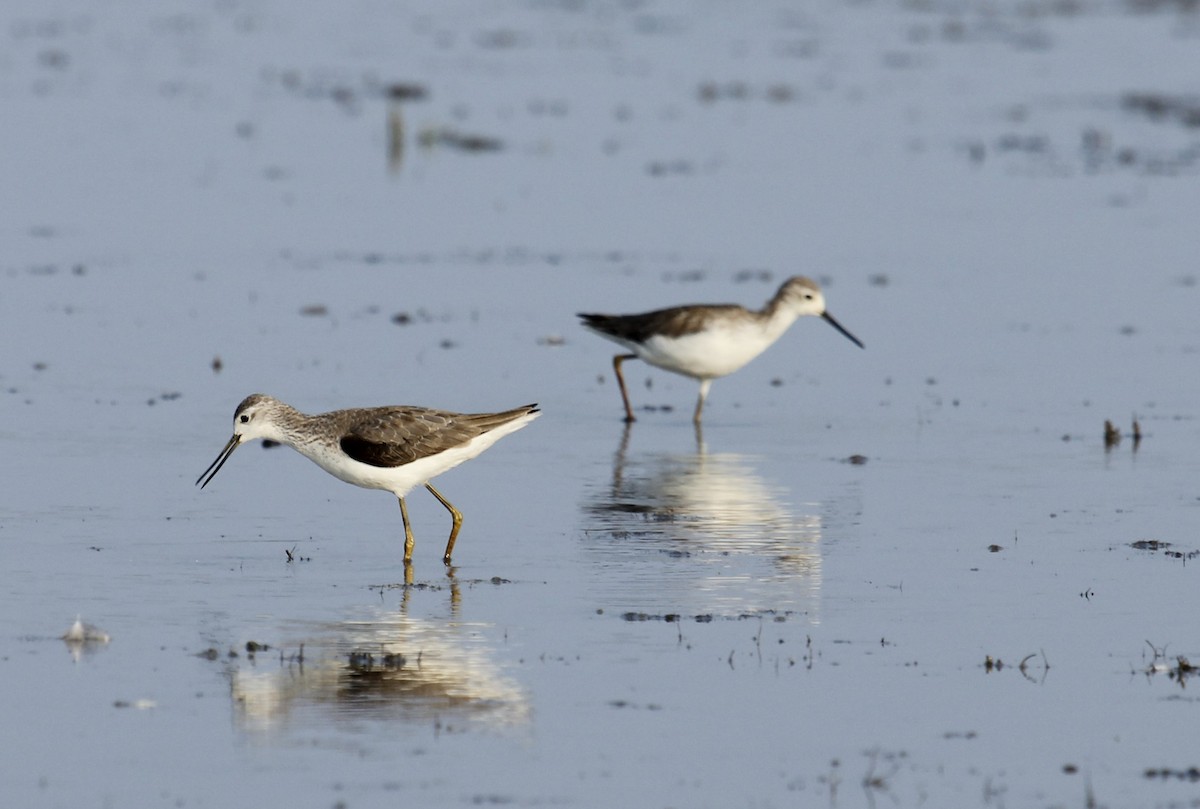 Marsh Sandpiper - Tarun Singh