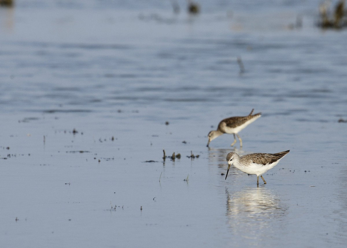 Marsh Sandpiper - Tarun Singh