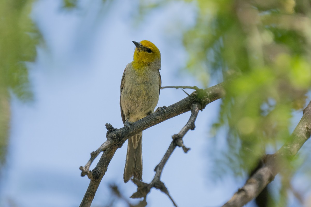 Verdin - Slawomir Dabrowski