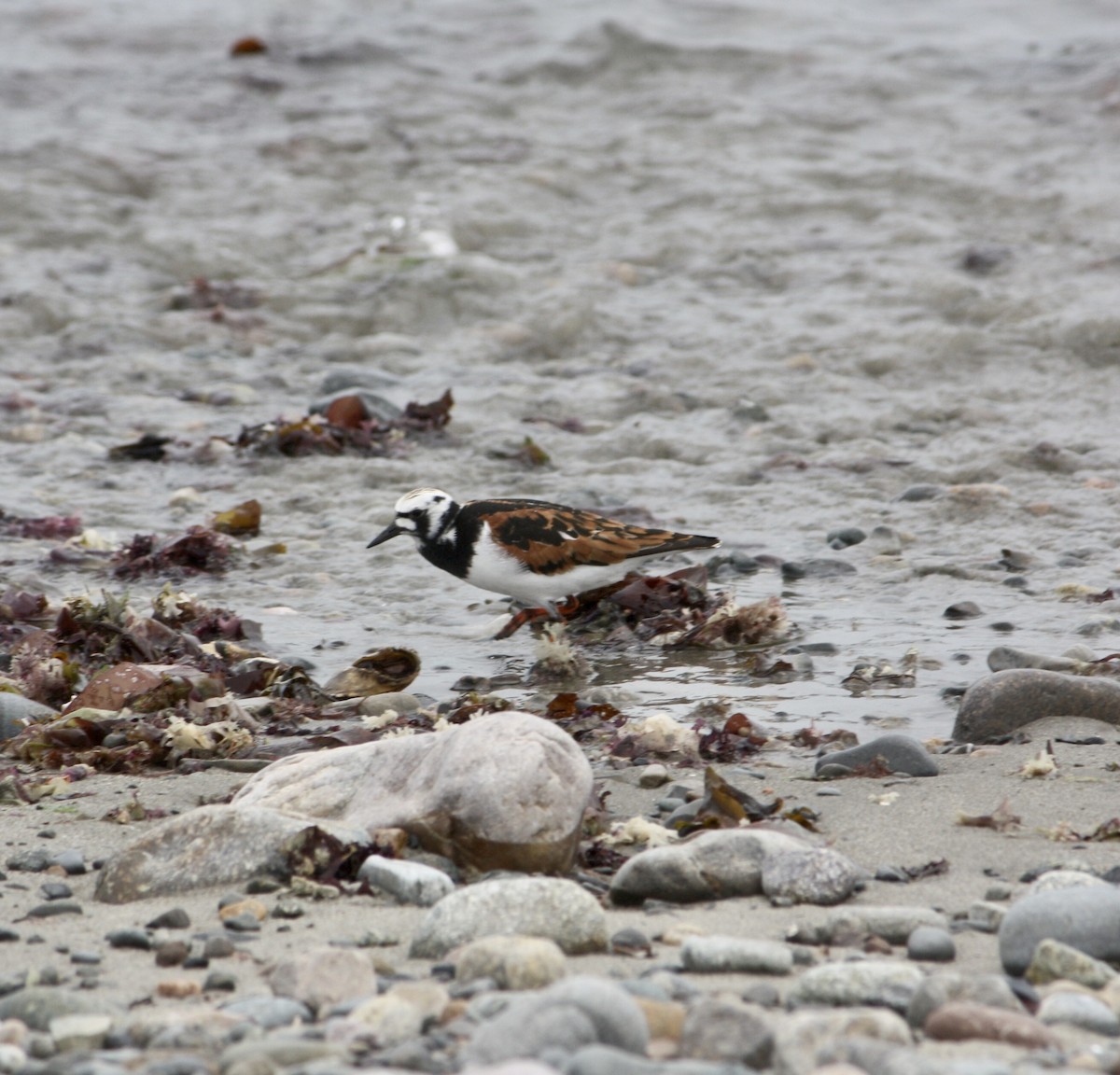 Ruddy Turnstone - Tim E.