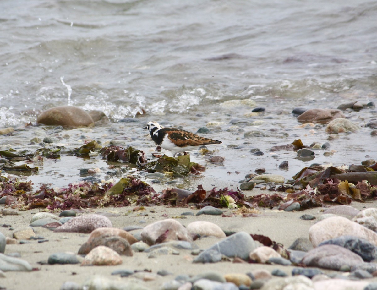 Ruddy Turnstone - Tim E.