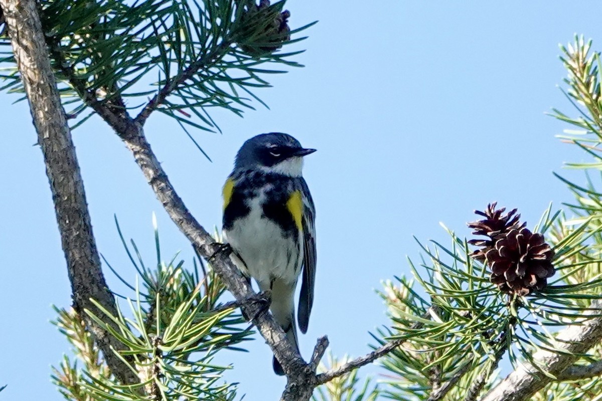 Yellow-rumped Warbler - Kenna Sue Trickey