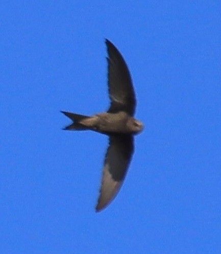 Common Swift - Edmund Bell