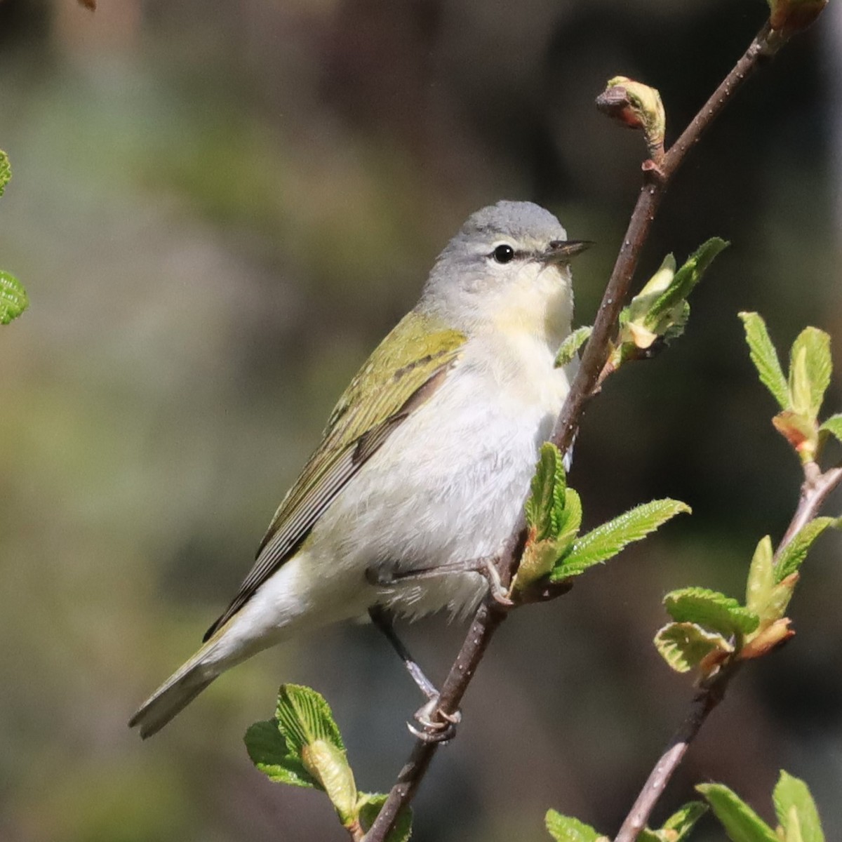 Tennessee Warbler - Aarre Ertolahti