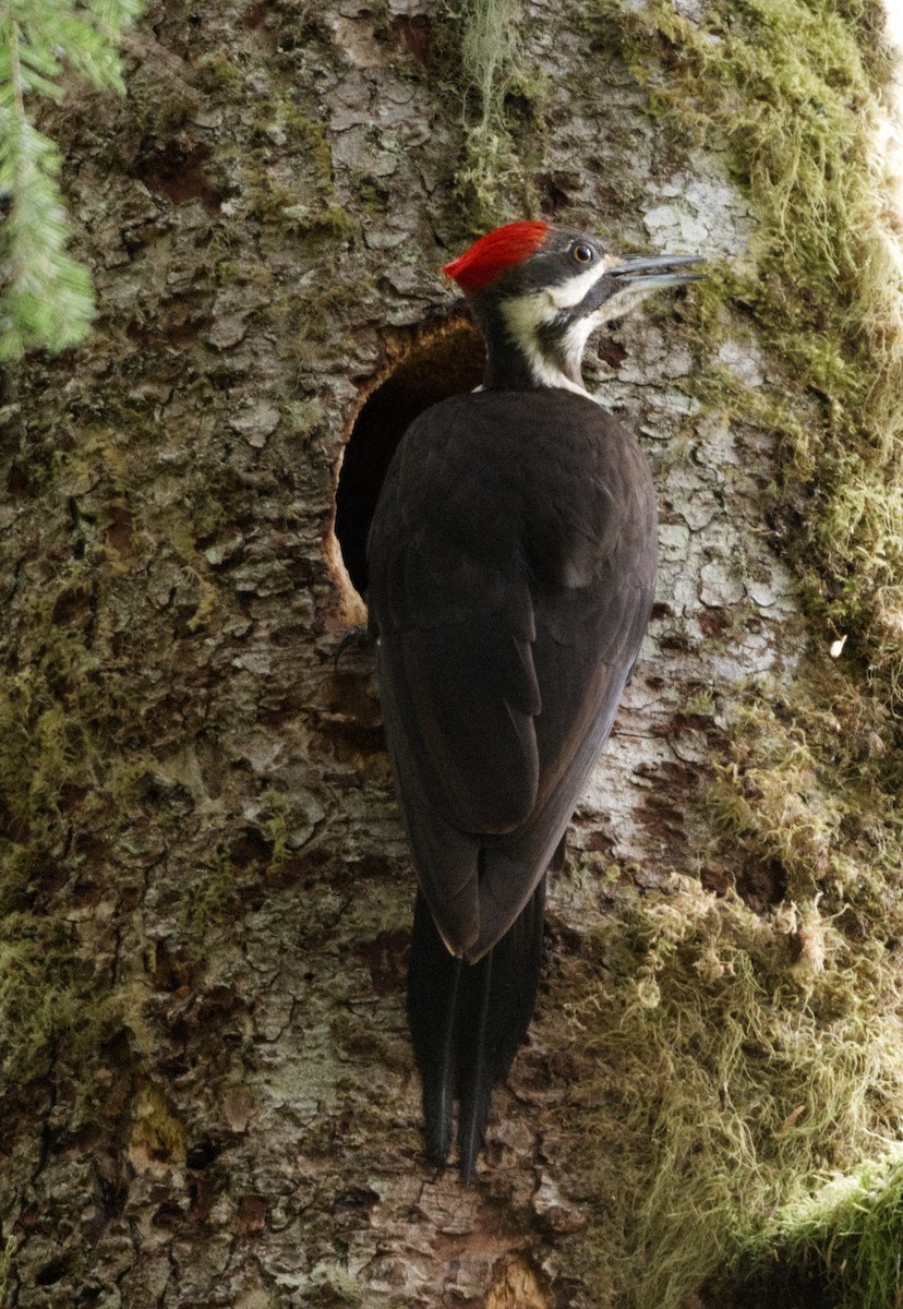 Pileated Woodpecker - Richard Niemeyer