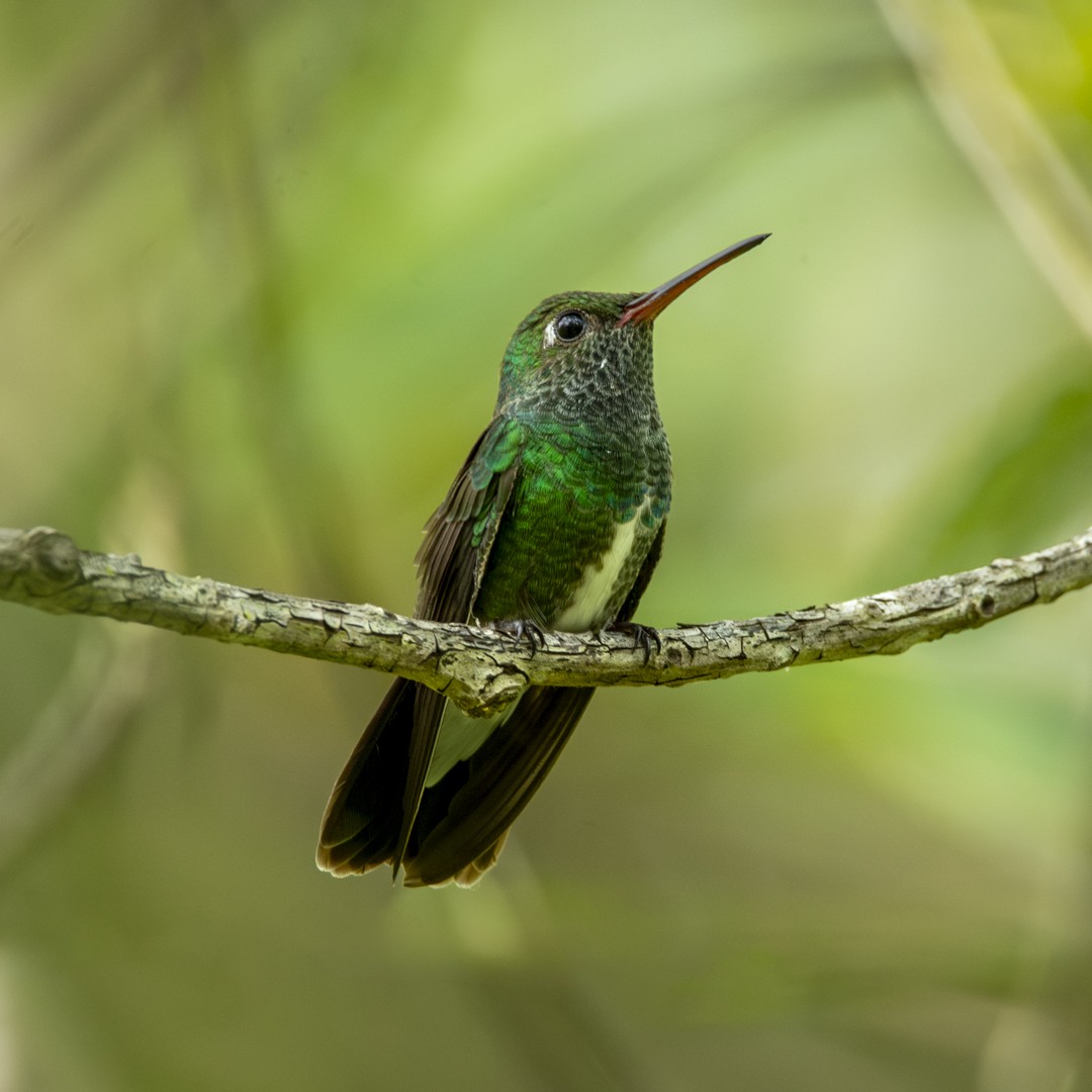 Glittering-throated Emerald - ML619494246