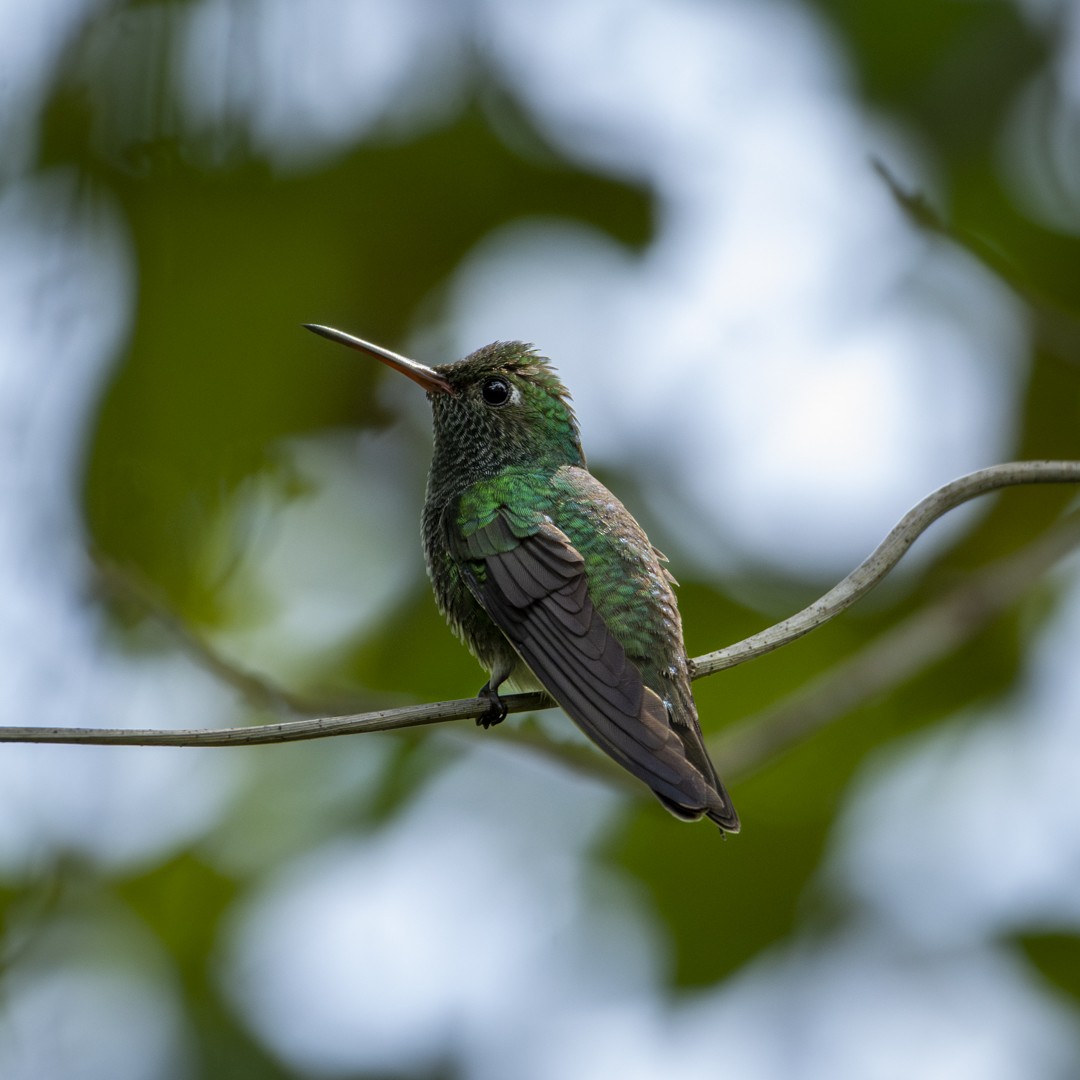 Glittering-throated Emerald - Caio Osoegawa