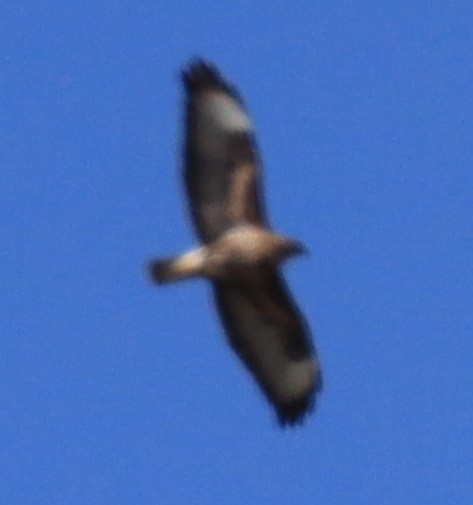 Common Buzzard - Edmund Bell