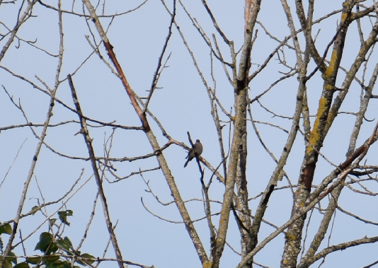 Townsend's Solitaire - Angela Hansen