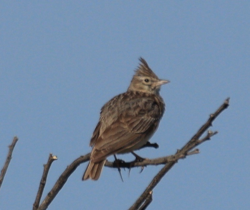 Crested Lark - Edmund Bell