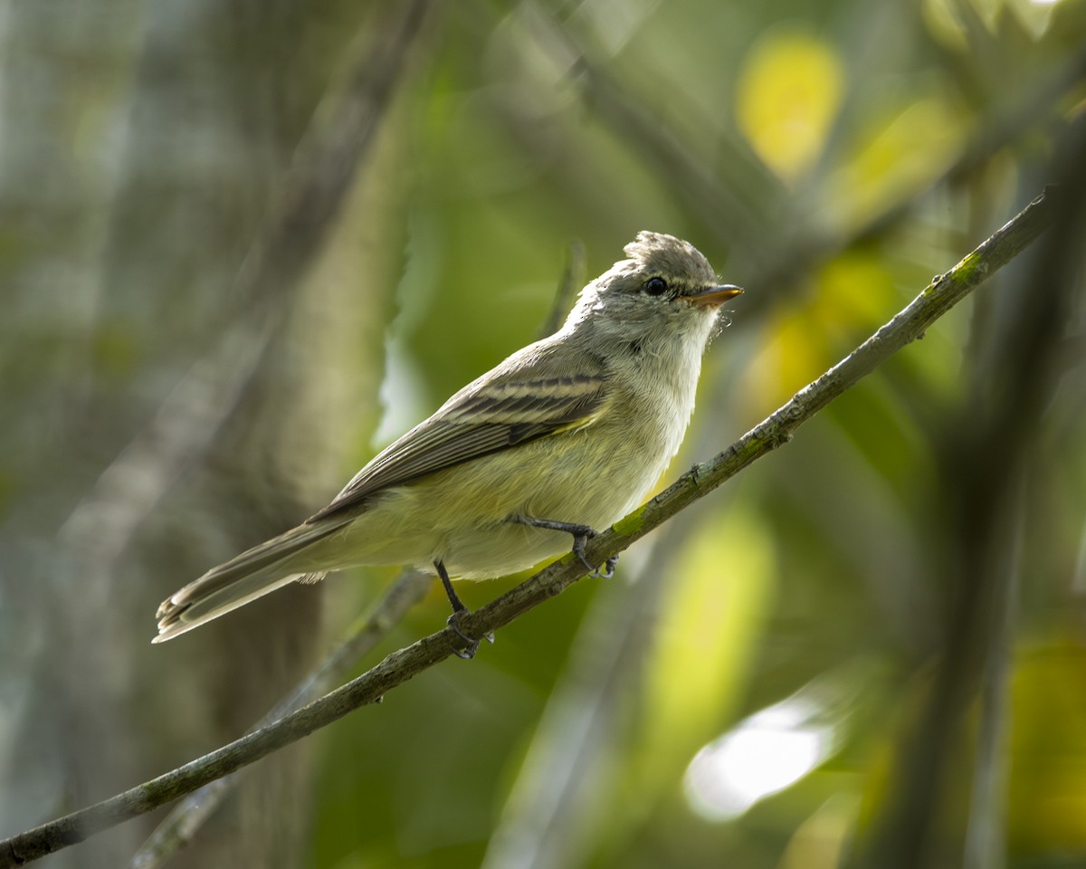 Yellow-bellied Elaenia - Caio Osoegawa