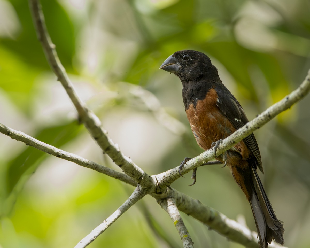 Chestnut-bellied Seed-Finch - Caio Osoegawa