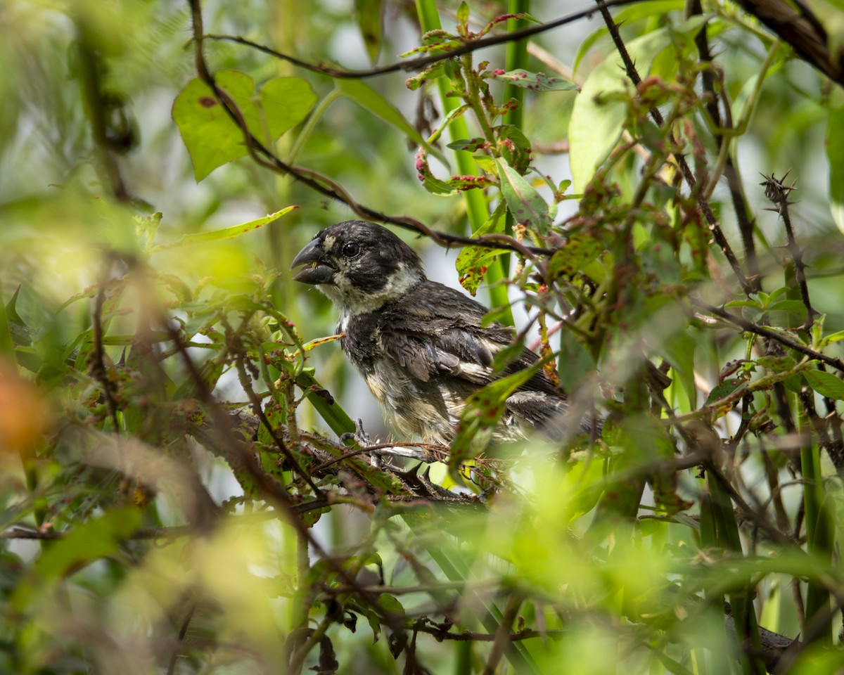 Rusty-collared Seedeater - ML619494268