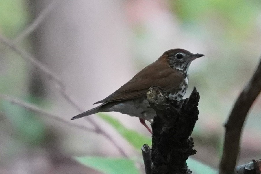 Wood Thrush - Bob Yankou