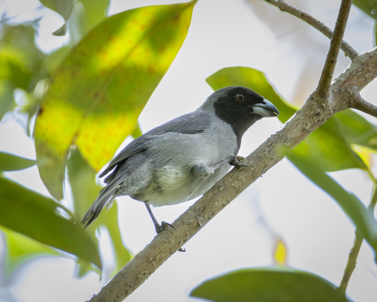 Black-faced Tanager - Caio Osoegawa