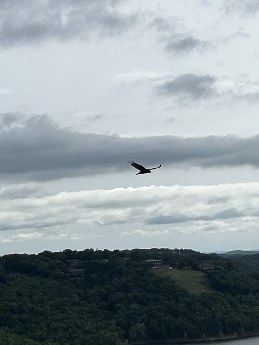 Turkey Vulture - ML619494278