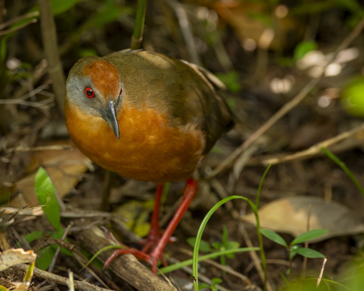 Russet-crowned Crake - ML619494280