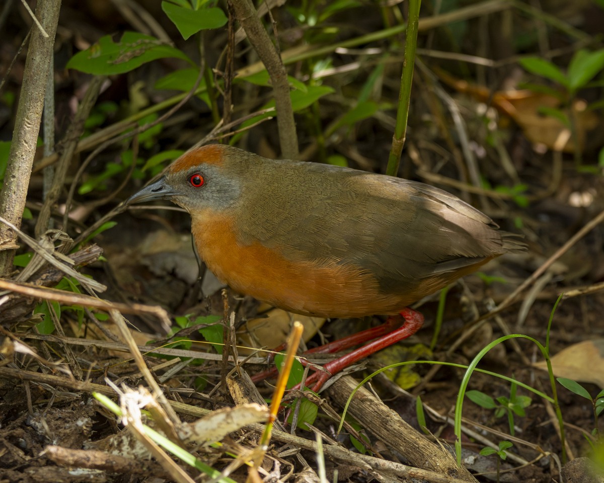 Russet-crowned Crake - Caio Osoegawa