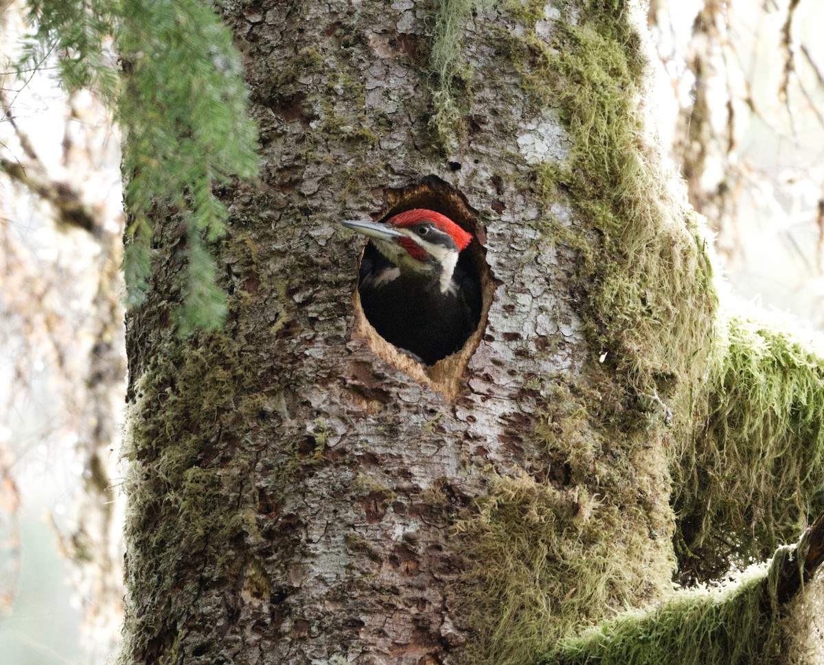 Pileated Woodpecker - Richard Niemeyer