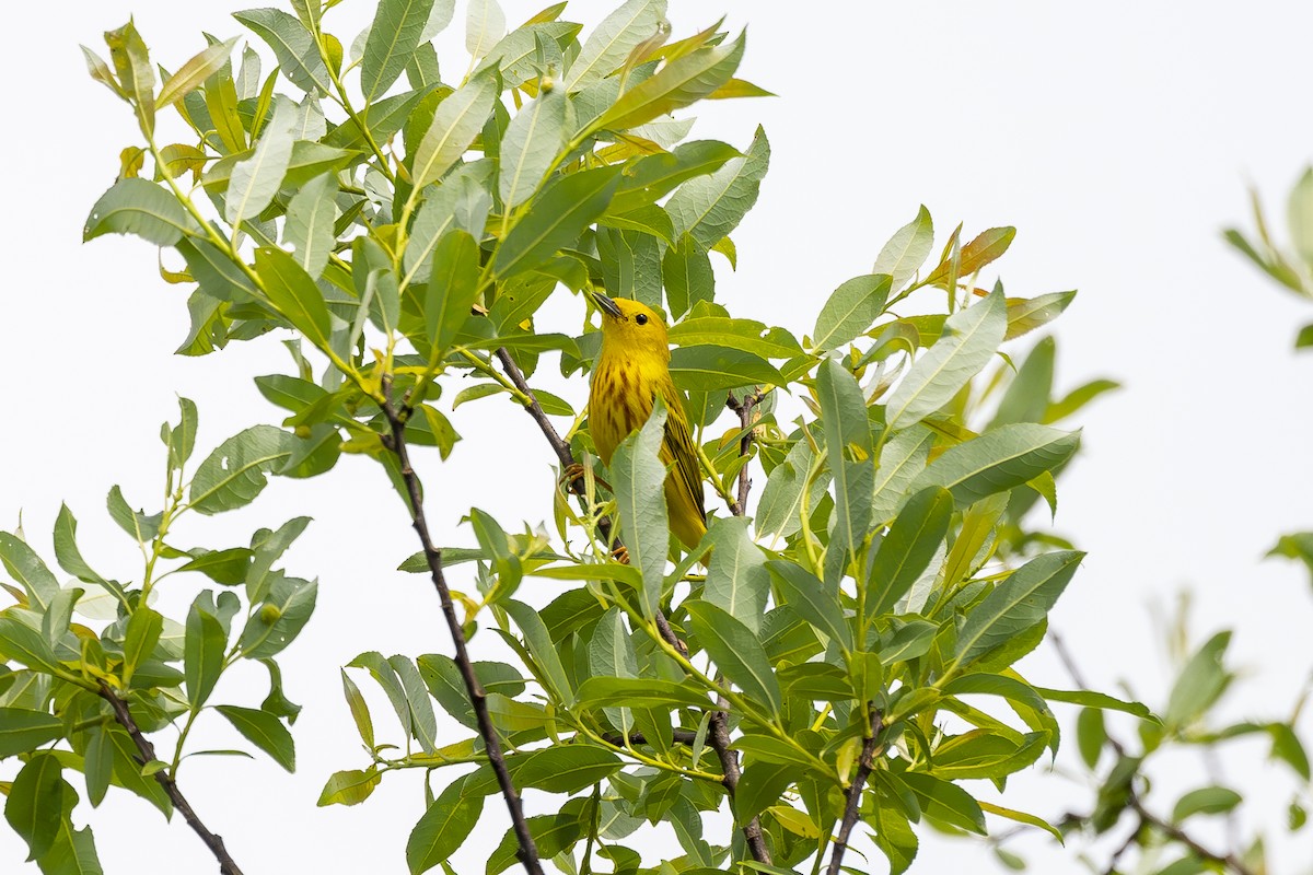 Yellow Warbler - Joel Bookhammer