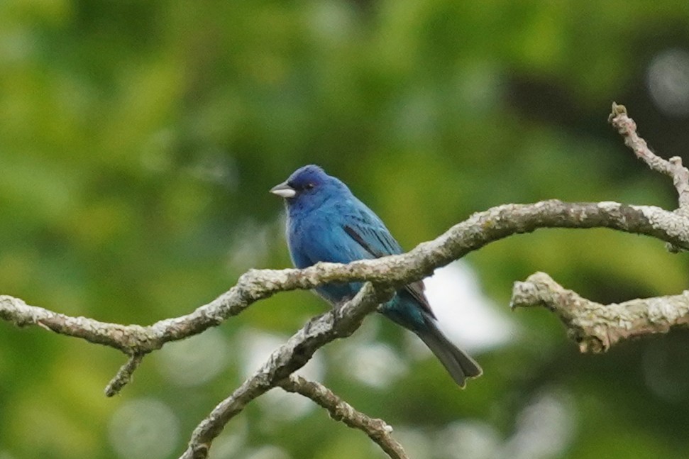 Indigo Bunting - ML619494286