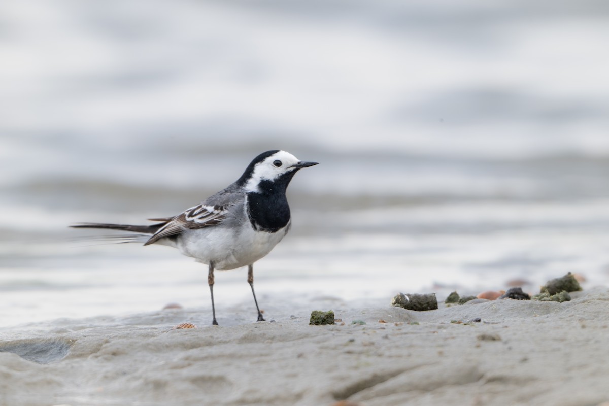 White Wagtail - Guido Van den Troost