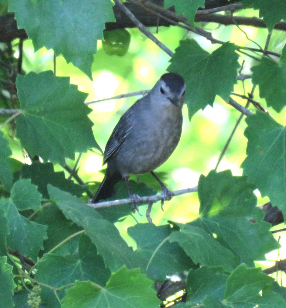 Gray Catbird - Yvonne Porter