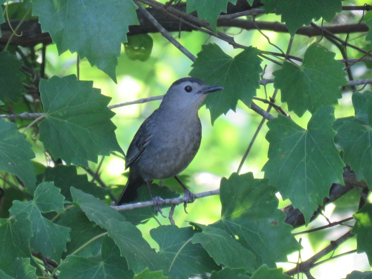 Gray Catbird - Yvonne Porter