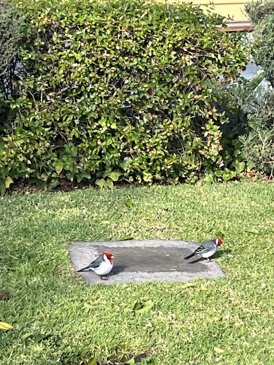 Red-crested Cardinal - Gilda Valderrama