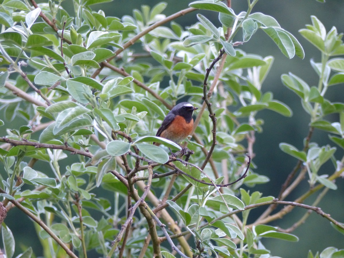 Common Redstart - ML619494304