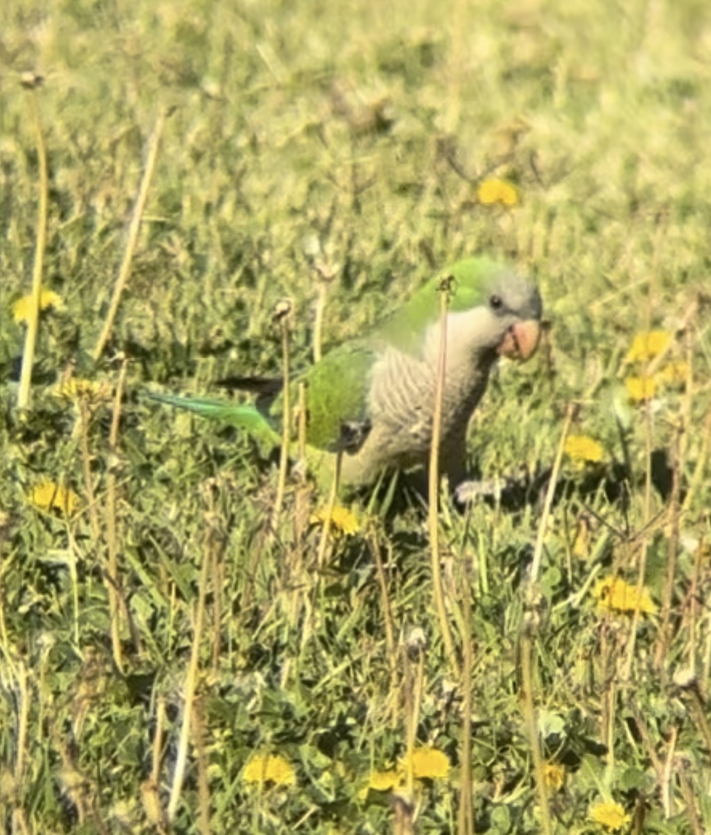 Monk Parakeet - ML619494310