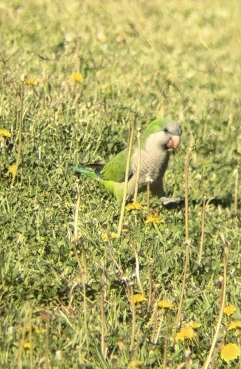 Monk Parakeet - ML619494312