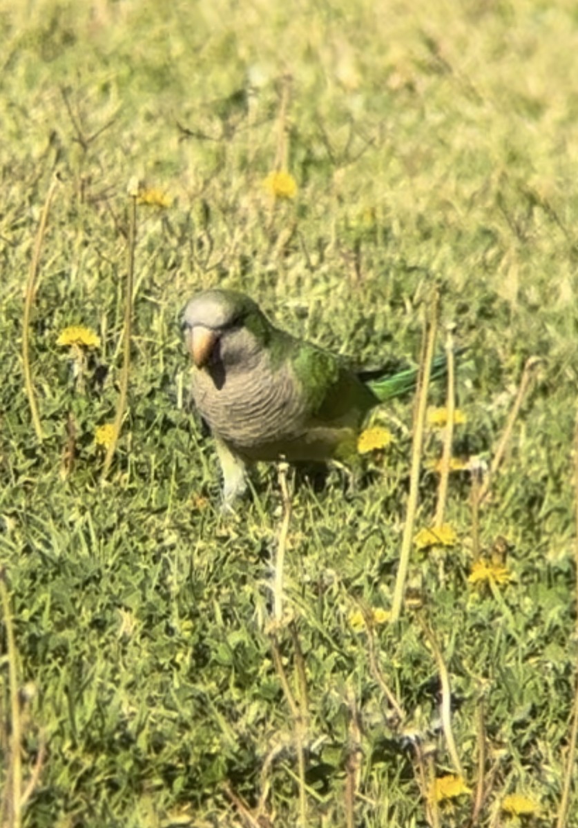 Monk Parakeet - ML619494313