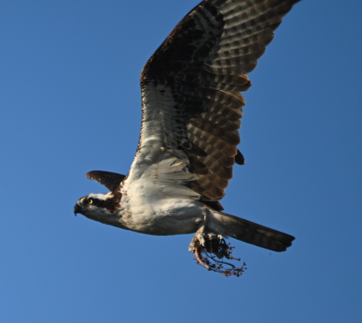 Águila Pescadora - ML619494328