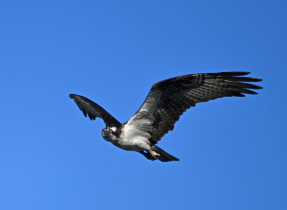 Balbuzard pêcheur - ML619494329