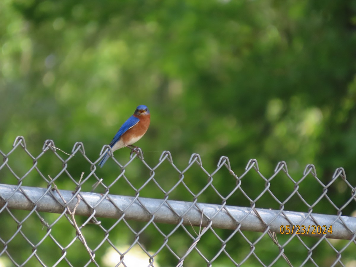 Eastern Bluebird - Susan Leake