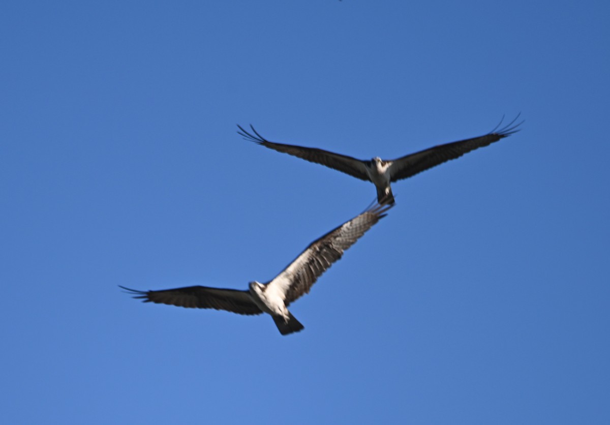 Águila Pescadora - ML619494343