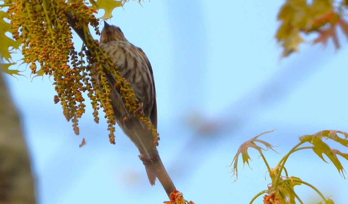 Pine Siskin - Philip Kyle