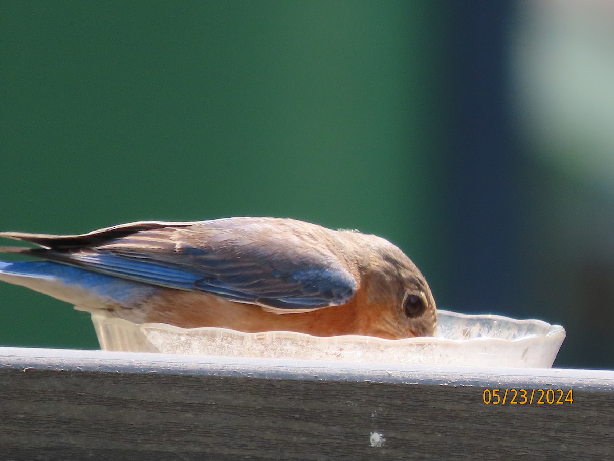 Eastern Bluebird - Susan Leake