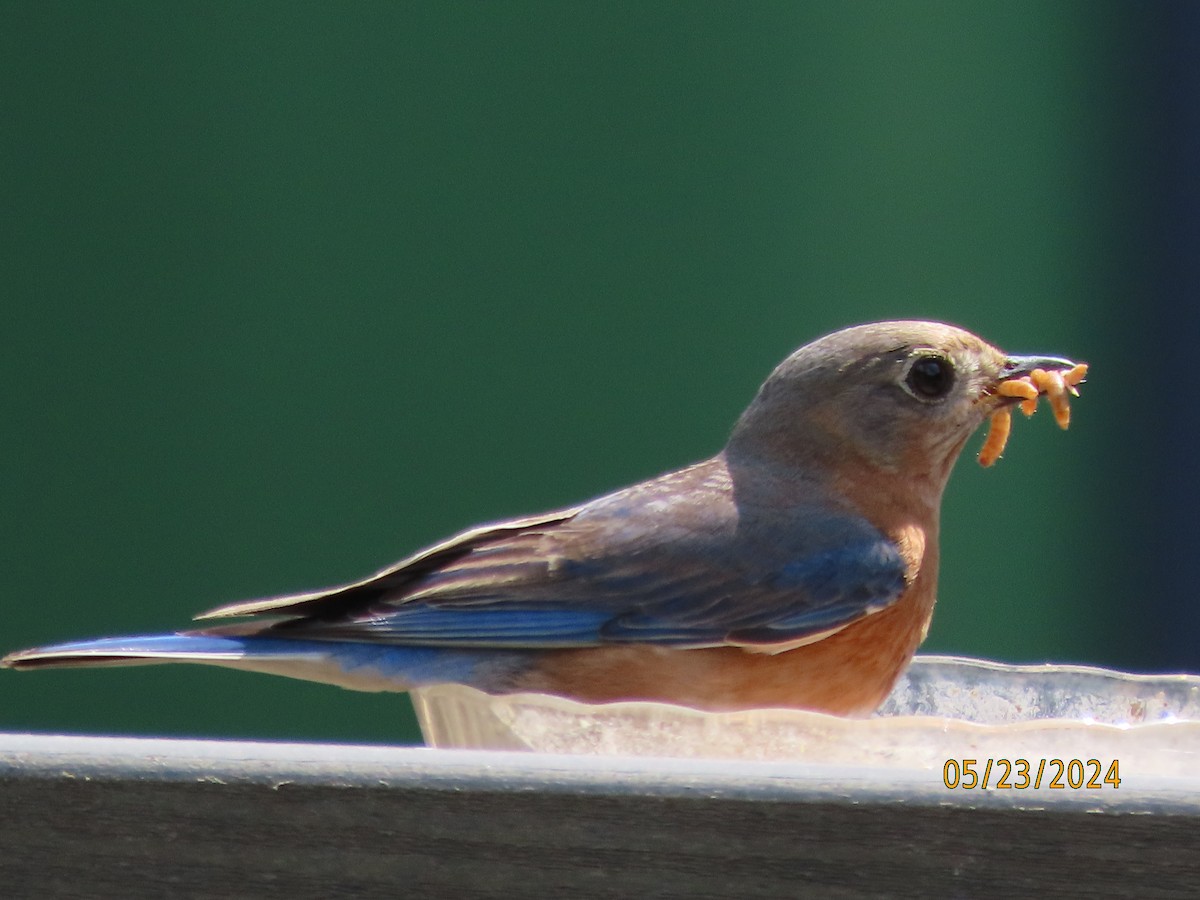 Eastern Bluebird - Susan Leake