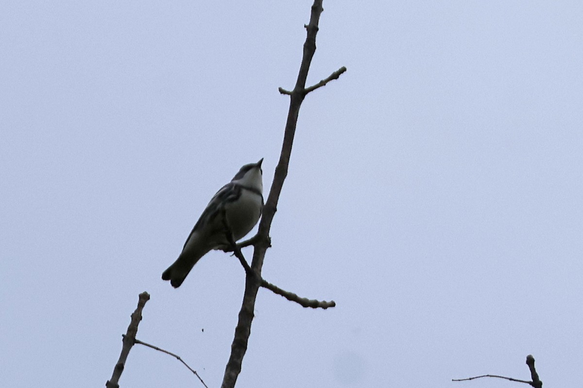 Cerulean Warbler - Larry Therrien