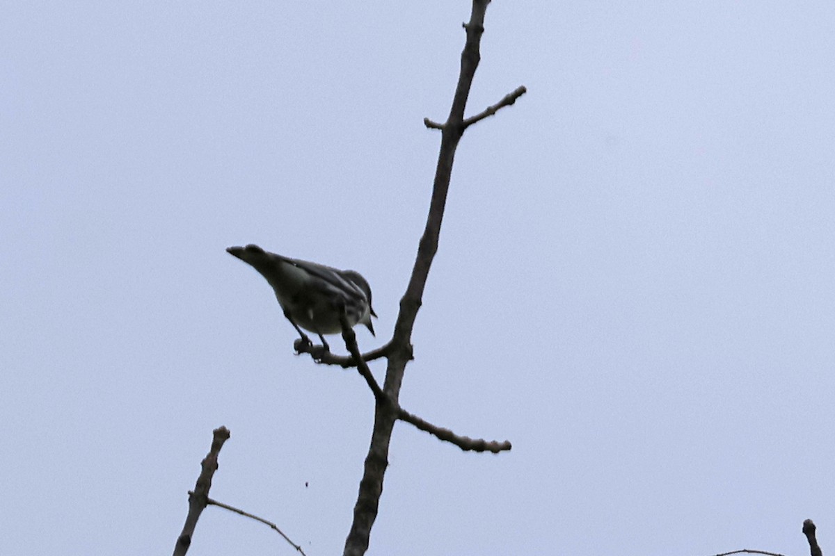 Cerulean Warbler - Larry Therrien