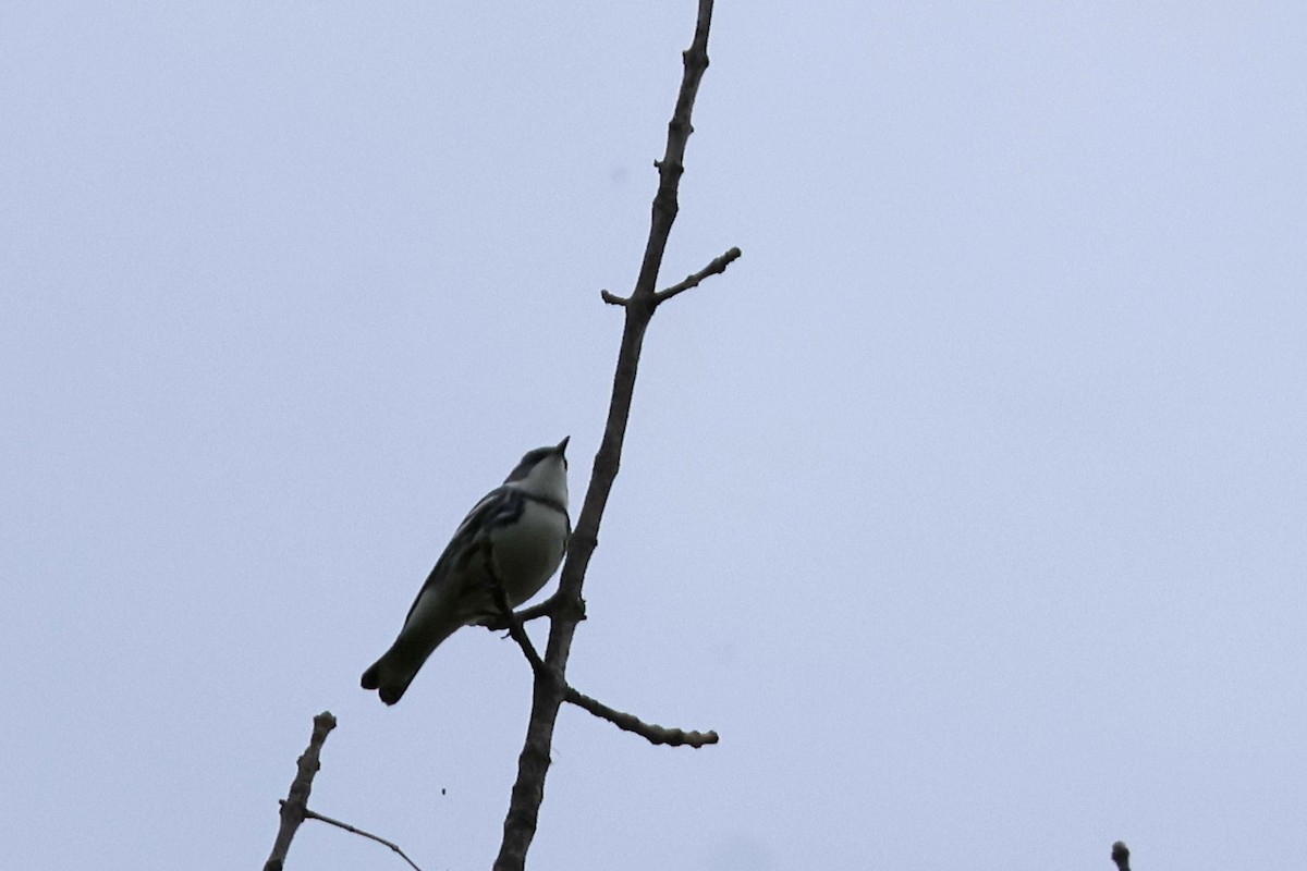 Cerulean Warbler - Larry Therrien