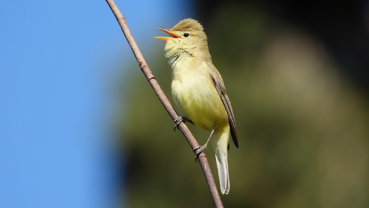 Melodious Warbler - Manuel García Ruiz