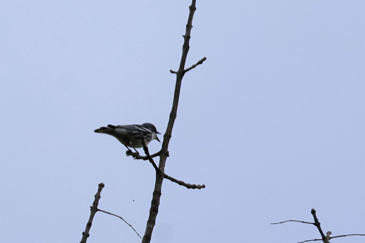 Cerulean Warbler - Larry Therrien