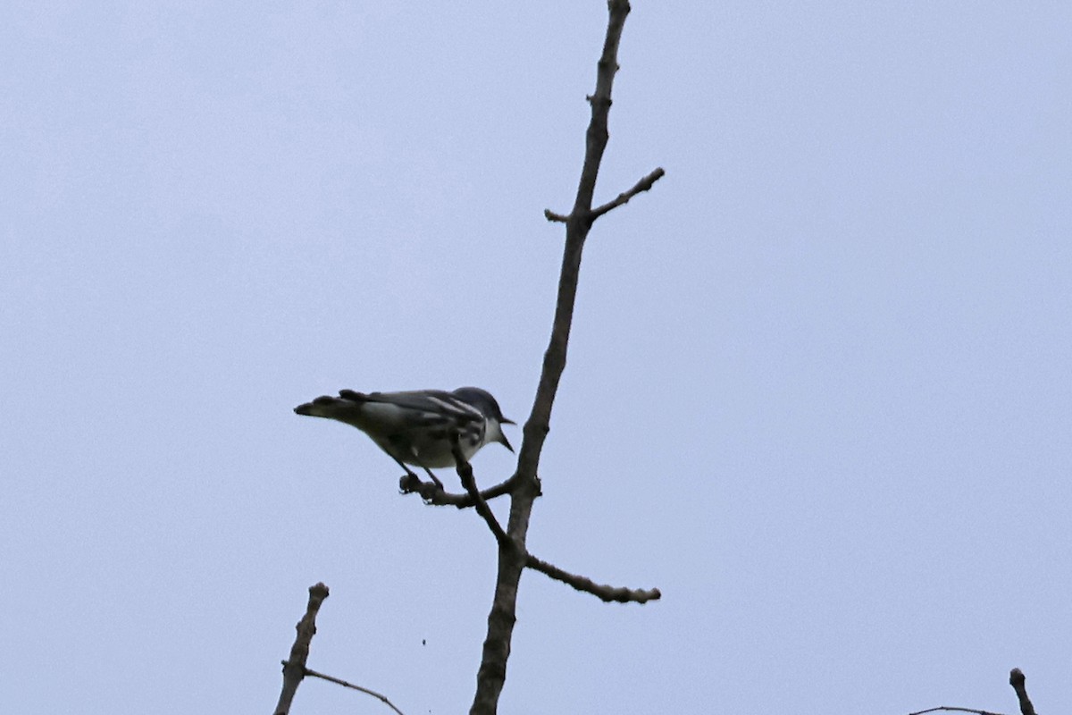 Cerulean Warbler - Larry Therrien