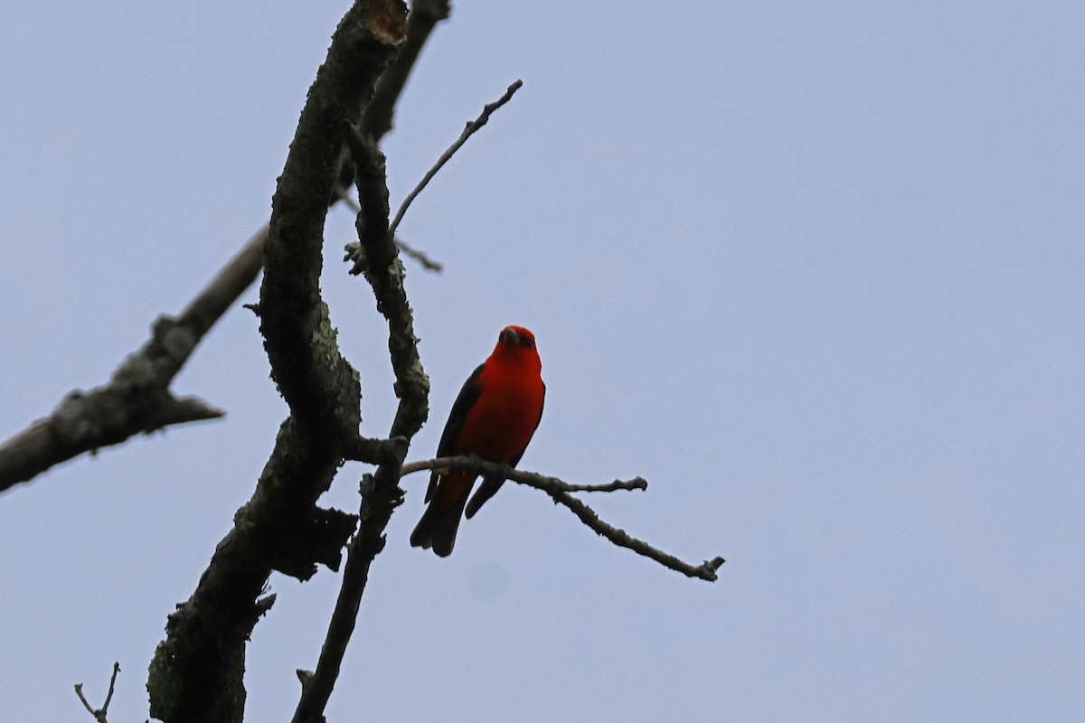 Scarlet Tanager - Larry Therrien