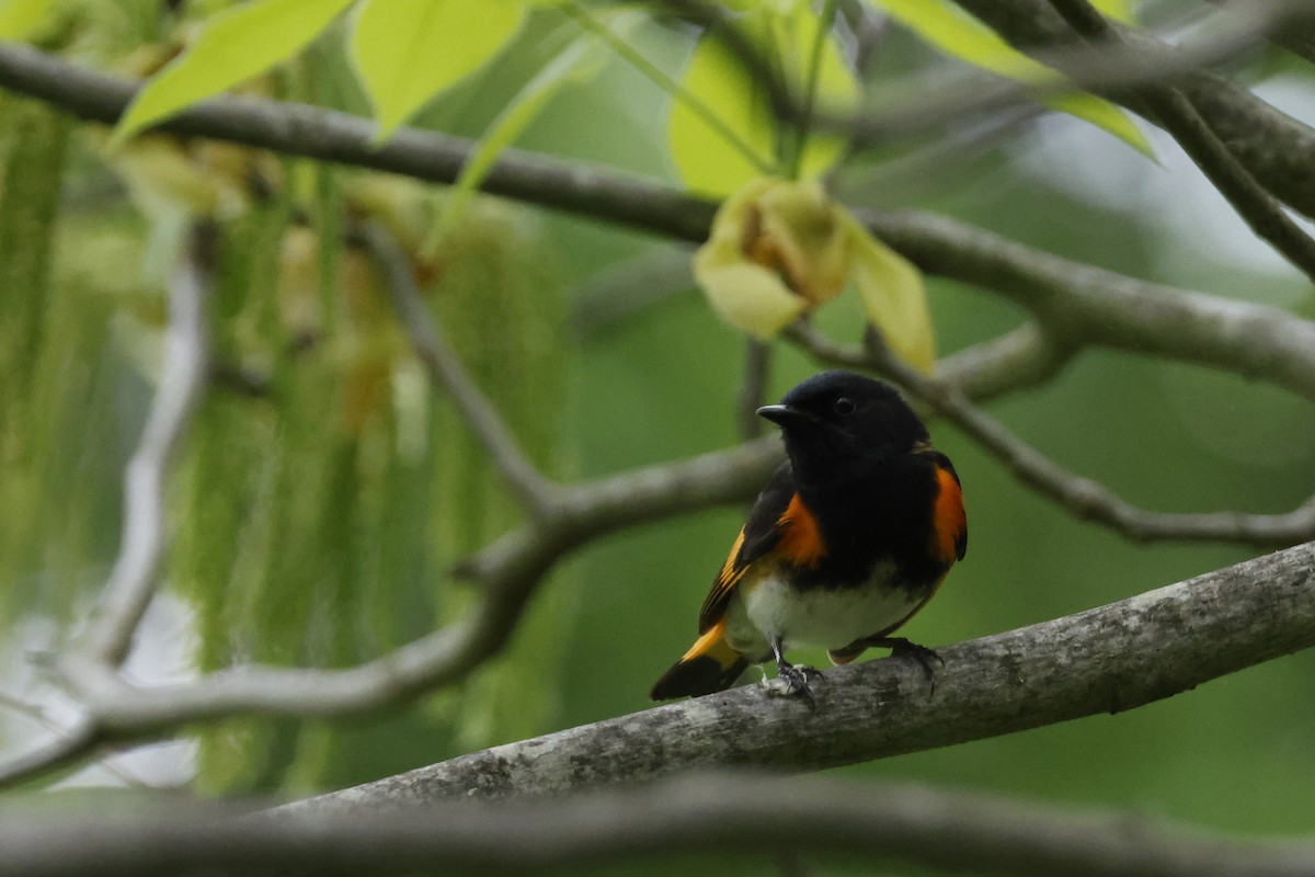 American Redstart - Larry Therrien