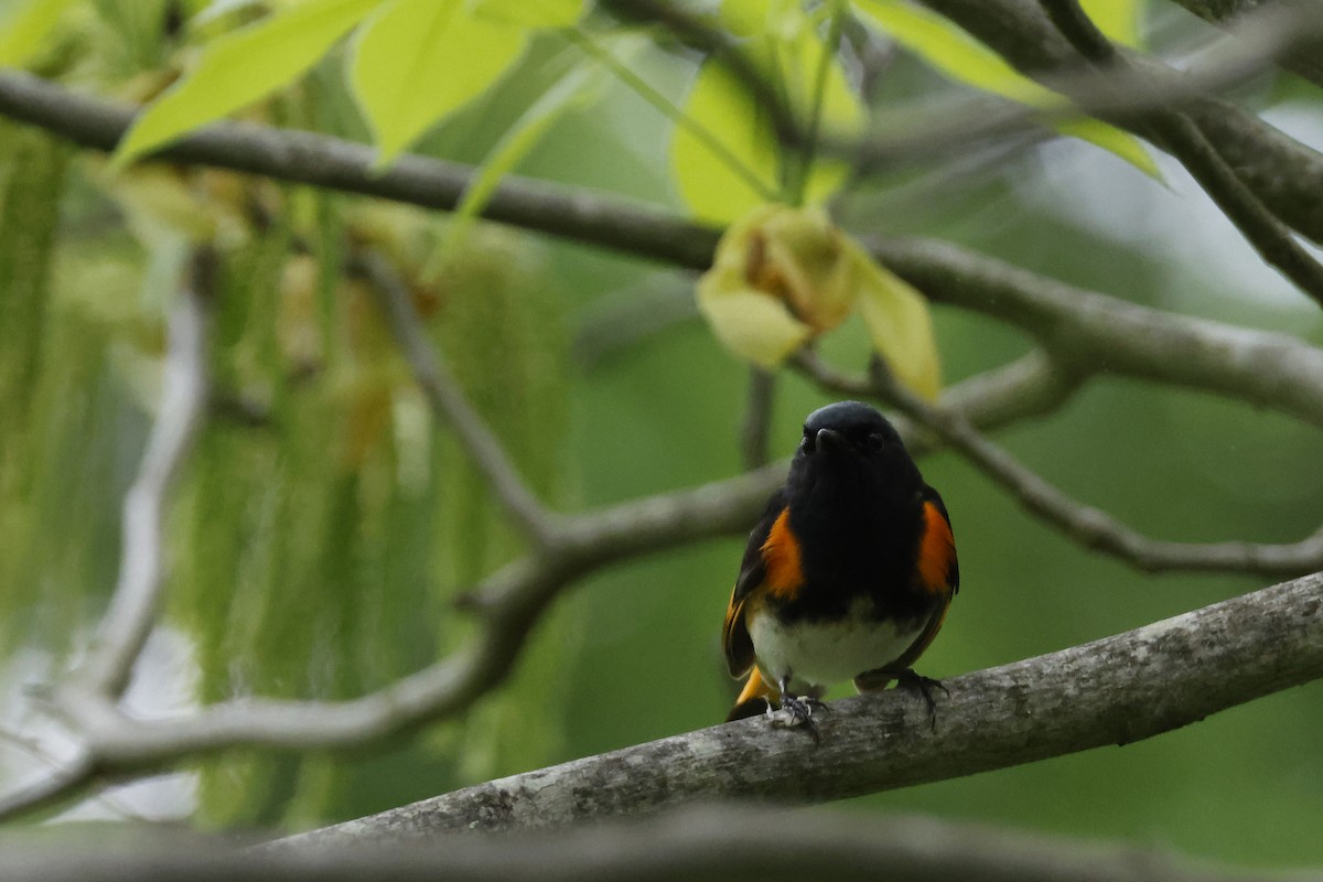 American Redstart - Larry Therrien